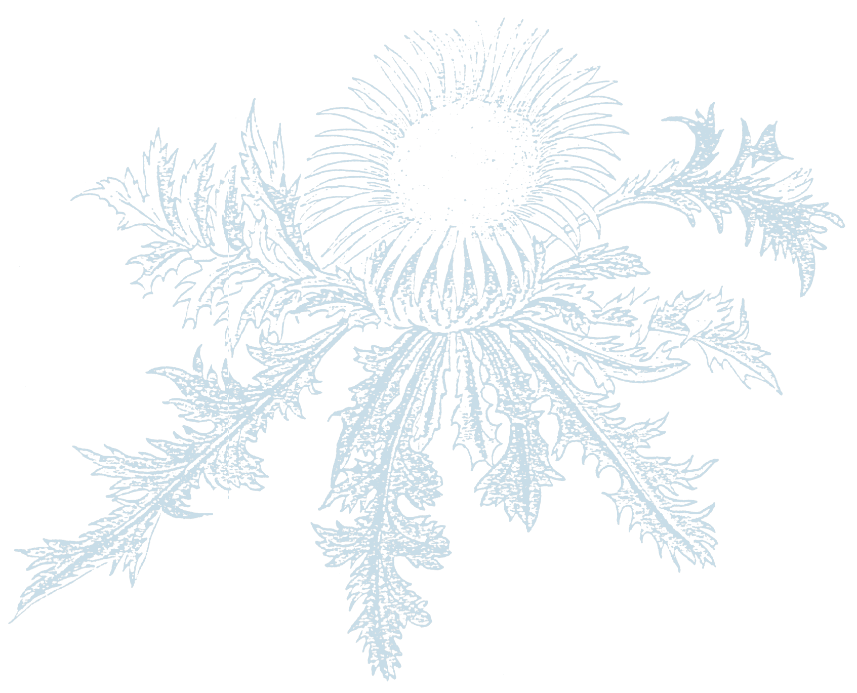 distel