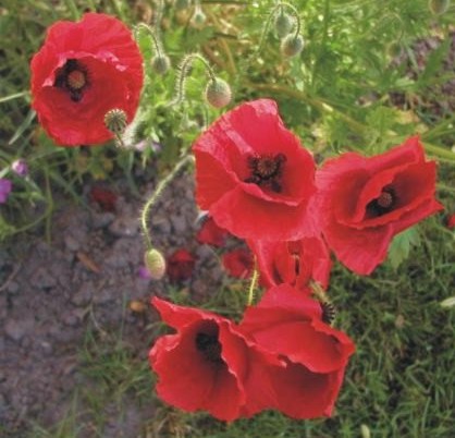 Klatschmohn